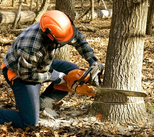 Tree Removal in Kensington, KS